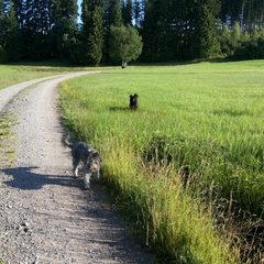 Urlaub im Schwarzwald (6)